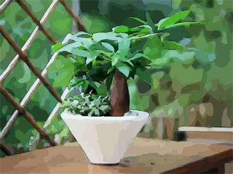 发财树放在哪里旺风水