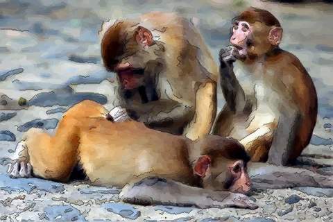 看看适婚年龄的属猴女和哪个生肖最配