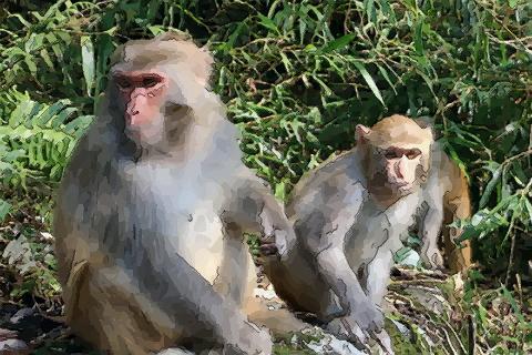 娶老婆快看女属猴的和什么属相最配