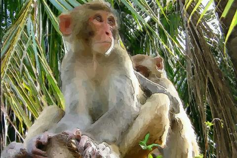 属猴女与什么属相最合适婚后和谐