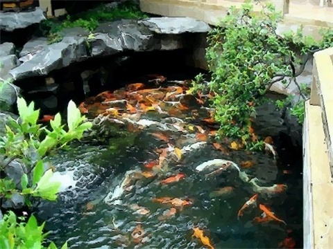 庭院建鱼池要注意哪些风水禁忌