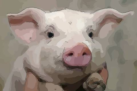 介绍一下1995年出生的属猪男一生命运