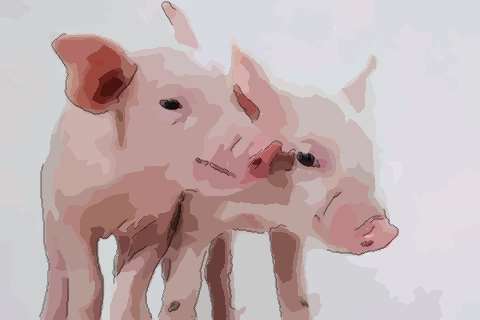 谈一谈1995年属猪的男的命好吗