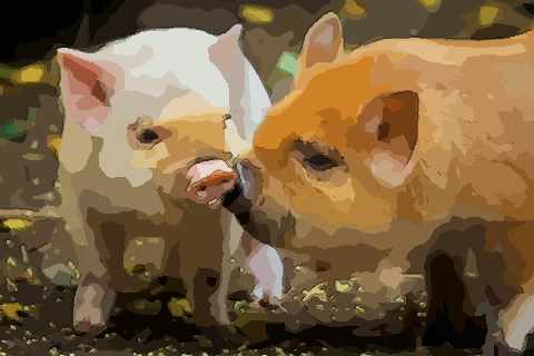 解读95年属猪男2021年运势