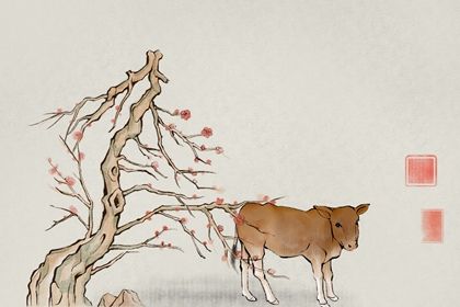 85属牛男的婚姻与命运  属牛男婚姻曲折