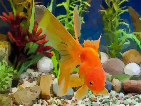 家庭的养鱼风水知识大全