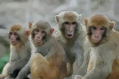 给你解答一月出生的属猴人命运好吗