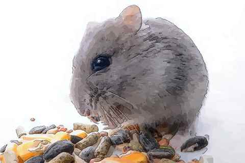 十月出生的属鼠人命运好吗是否坎坷