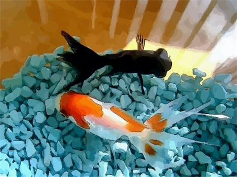 养鱼风水局 如何养鱼招财效果最好