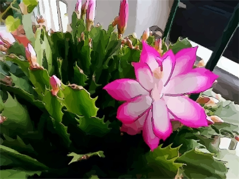 室内养花风水禁忌有哪些