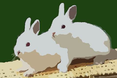 属兔2021年哪个月结婚好 2021年属兔的人结婚大利月是几月