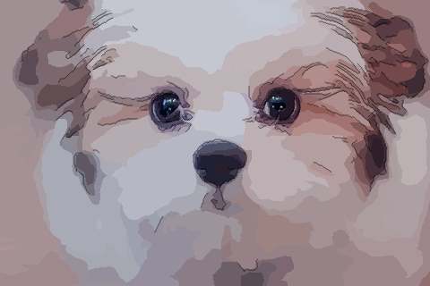 1970年属狗2021年刑太岁佩带什么,70年生肖狗犯太岁如何化解