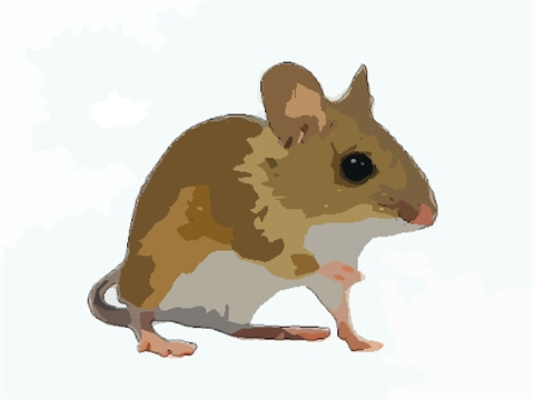 属鼠人2022年如何旺运 属鼠人2022年佩戴什么开运吉祥物