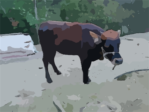 属牛人2022年如何旺运 属牛人2022年佩戴什么开运吉祥物