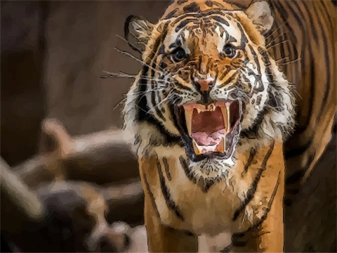 属虎人2022年如何旺运 属虎人2022年佩戴什么开运吉祥物