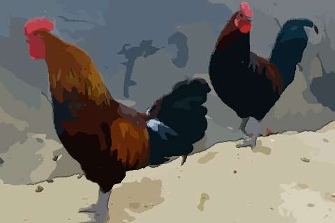 属鸡的男人有什么性格特征好相处吗