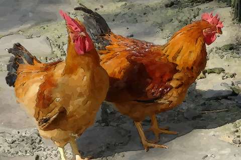 属鸡男人的性格和脾气具体怎么看