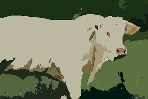 生肖属牛2021本命年会破财吗 本命年破财怎么办