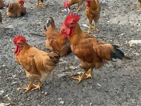 属鸡人2022年佩戴什么开运吉祥物:凤鸣催吉