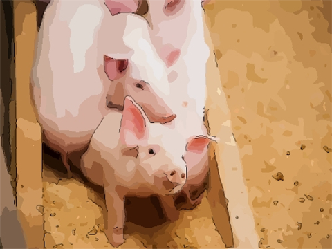 属猪人2022年破太岁佩戴什么开运吉祥物：财禄有余