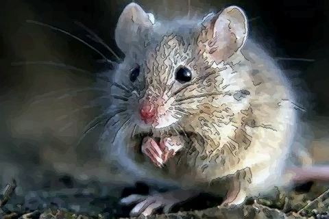 性格分析生肖鼠的特点怎么样