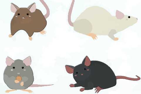 分析生肖鼠人性格特点