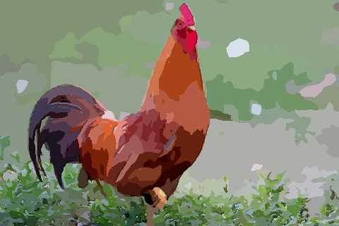 属鸡最吸引人的魅力点是什么关于男生