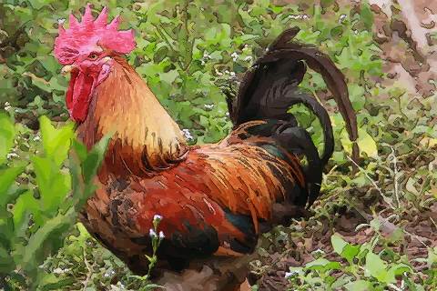 属鸡人的最佳婚配属相具体有哪些