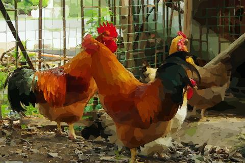 生肖鸡和哪些生肖较为有缘感情好