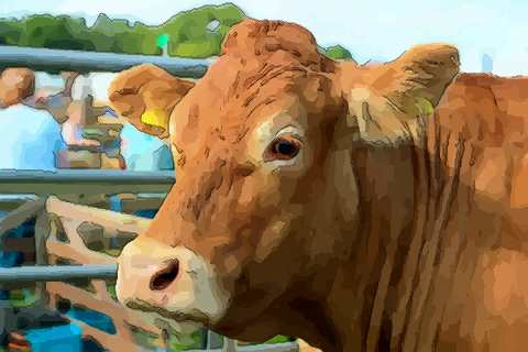 解析生肖牛性格好坏