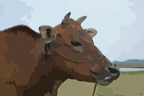 十二生肖之生肖牛性格特点给你说清楚