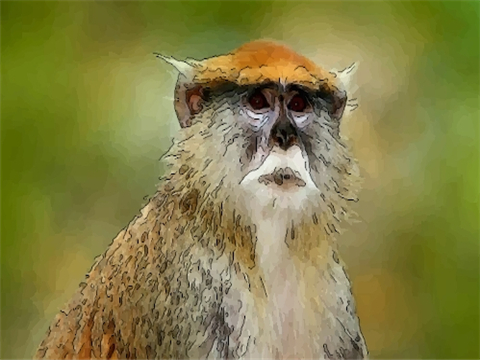 2022年属猴冲太岁是什么意思,生肖猴虎年犯太岁如何化解