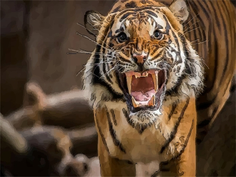 2022年属虎本命年运势好不好，虎年本命年运气很差吗