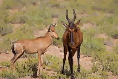 了解一下属羊男喜欢什么样的女人