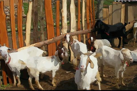 生肖羊男喜欢哪种女人是你吗