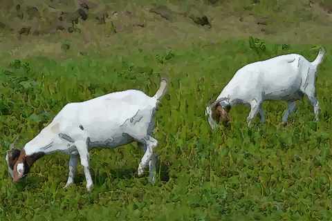 属羊男最喜欢的女人是什么样的