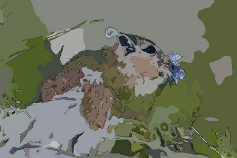 属鼠人2021年运势及全年每月运程详解