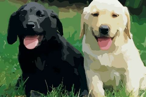 属狗的人几月出生最好顺风顺水