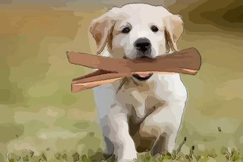 看看生肖狗出生在哪个月好