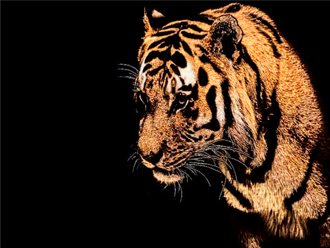 2022年属虎本命年的大忌，虎年本命年有哪些禁忌