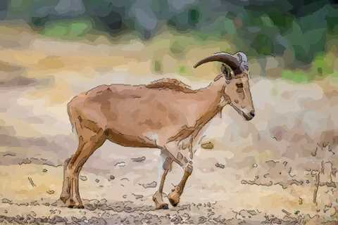 男性属羊最佳的配对属相简直就是天生一对