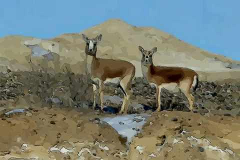 属羊的最佳配偶是什么属相适合结婚