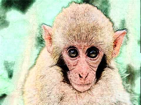 1968年属猴2022年冲太岁运势怎么样，68年54岁生肖猴犯太岁破解方法