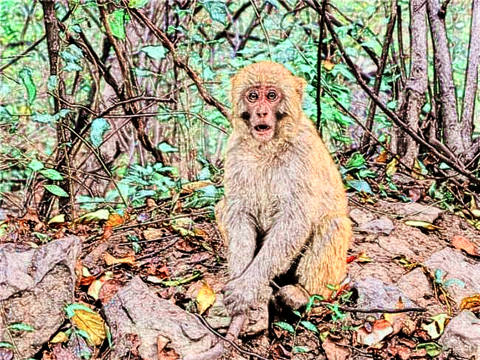 1956年属猴2022年冲太岁运势怎么样,56年66岁生肖猴犯太岁破解方法