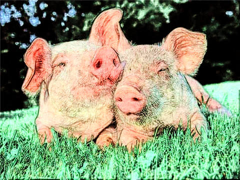 1983年属猪2022年破太岁运势怎么样,83年39岁生肖猪犯太岁破解方法