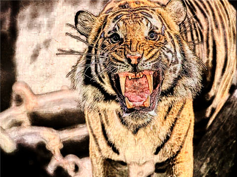 98年属虎24岁有一灾吗  1998年属虎2022年本命年破解方法