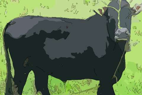 1949年属牛的人本命年几岁了 2021年本命年带什么好