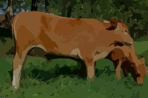 2021年本命年不顺是迷信吗 属牛本命年会不顺吗