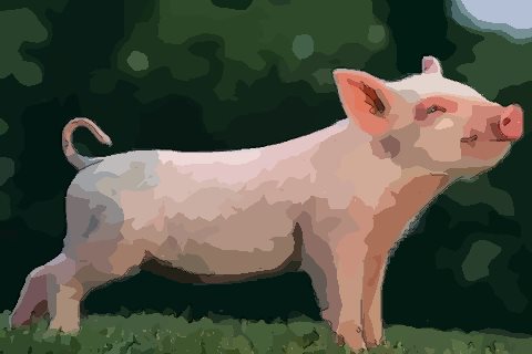 属猪的女孩几月出生最好人生富贵幸福