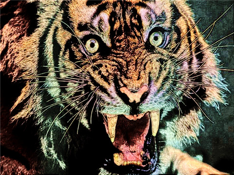 2022年属虎本命年可以迁居吗？虎年本命年搬迁要注意什么